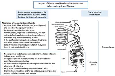 Reducing Disease Activity of Inflammatory Bowel Disease by Consumption of Plant-Based Foods and Nutrients